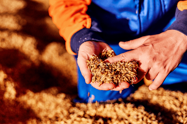 Holland Malt realises the world’s first emission-free malthouse in Eemshaven