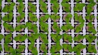 Foamplant first producer of fully biodegradable foam