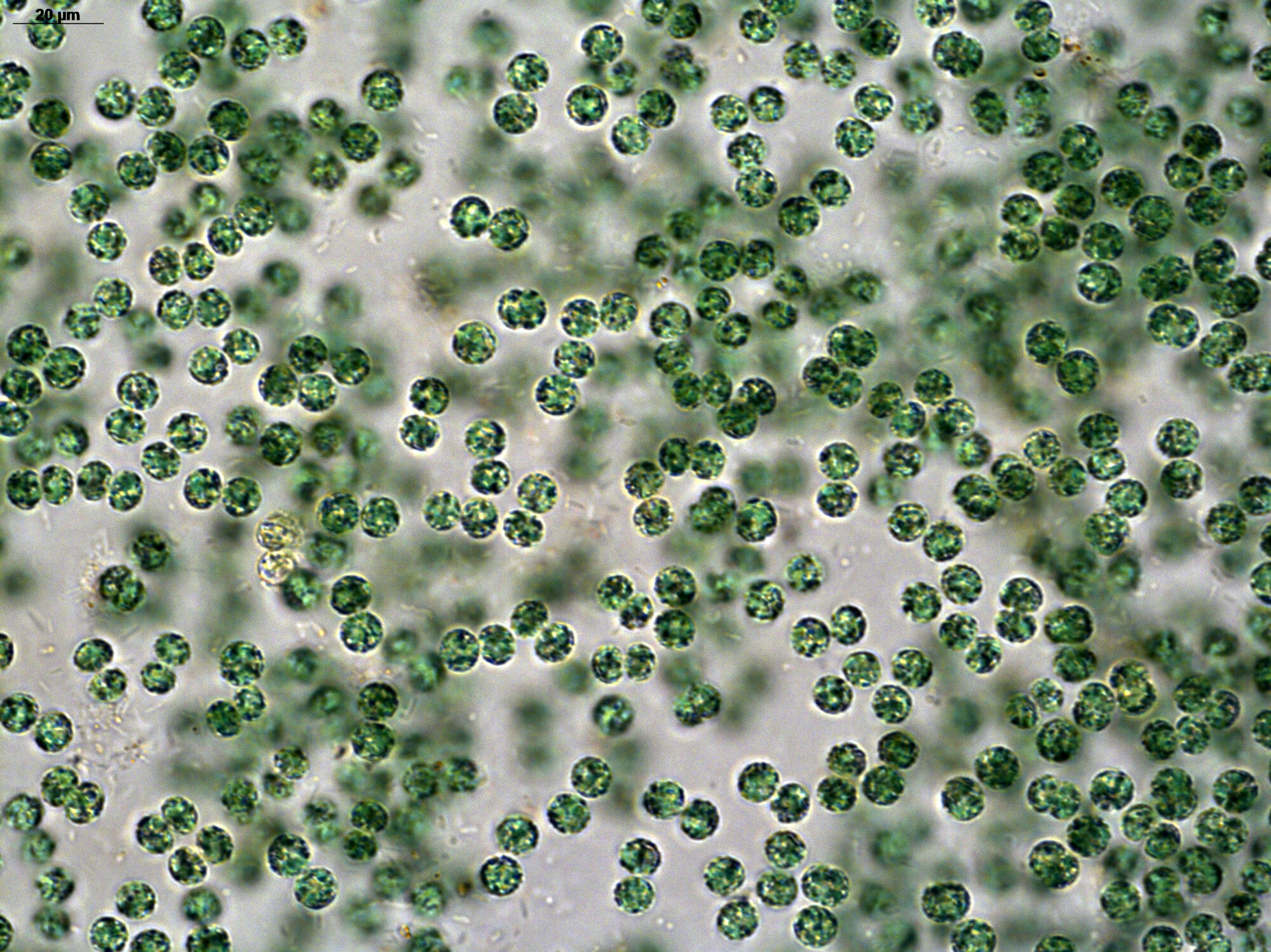 cyanobacteria-2-1